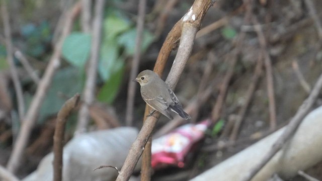 Taiga Flycatcher - ML614334050