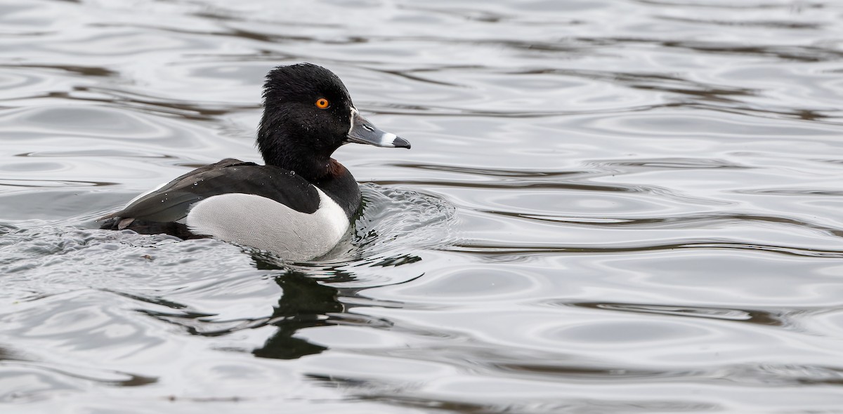 Ring-necked Duck - ML614334060