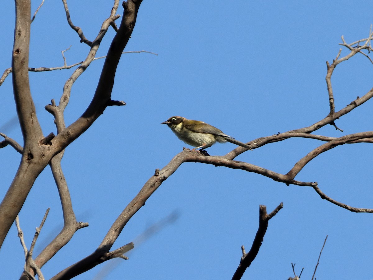 Black-headed Honeyeater - ML614334137