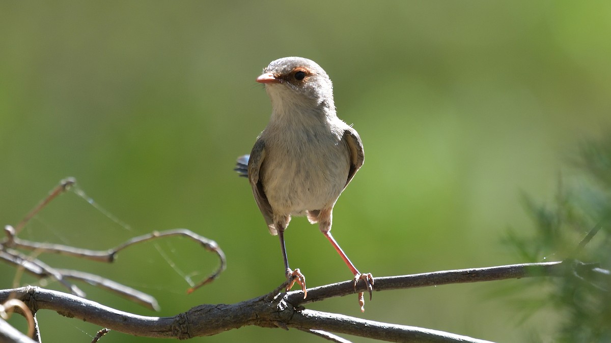 Splendid Fairywren - ML614334216