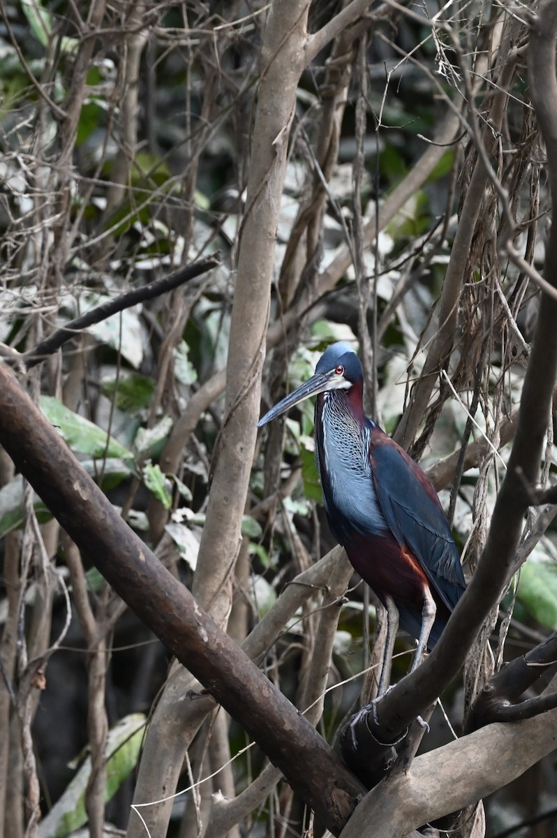 Agami Heron - ML614334234