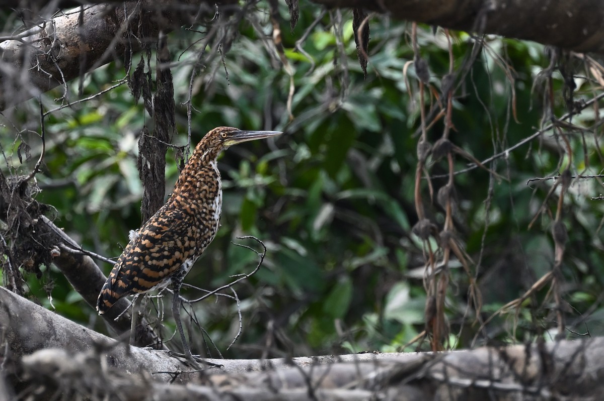 Rufescent Tiger-Heron - ML614334238