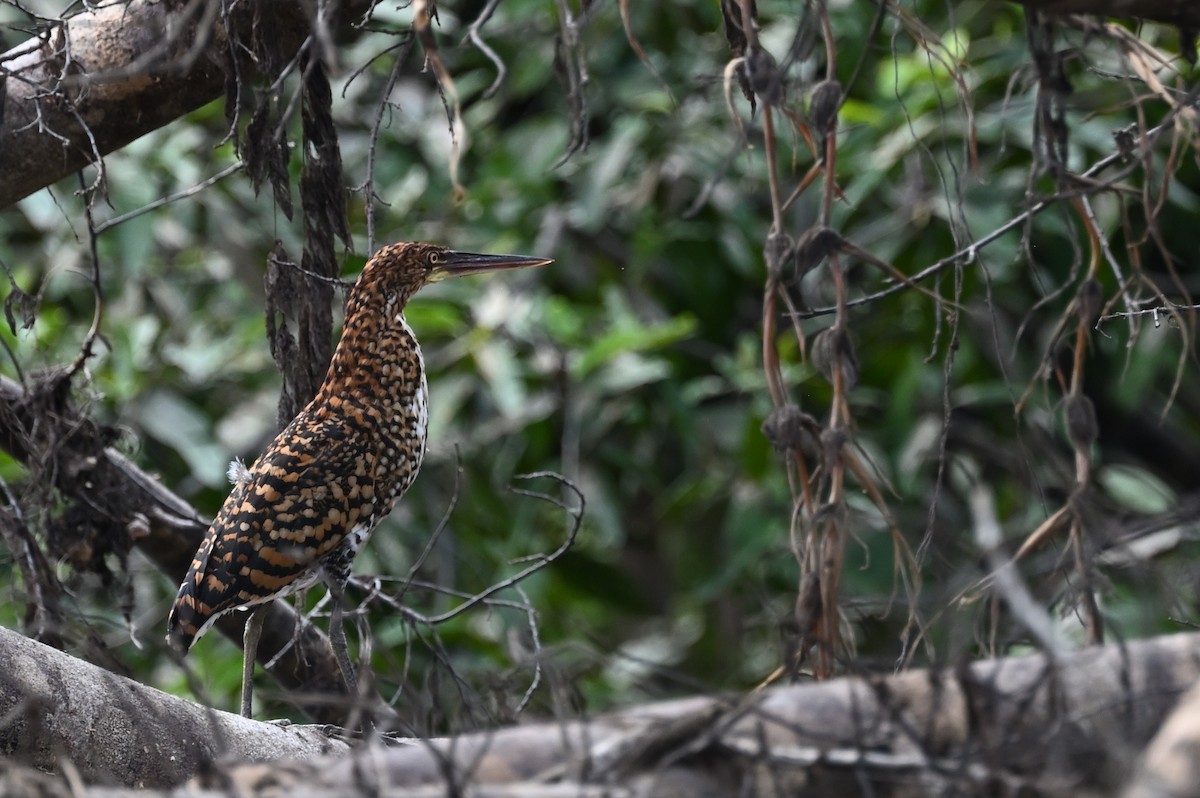 Rufescent Tiger-Heron - ML614334240