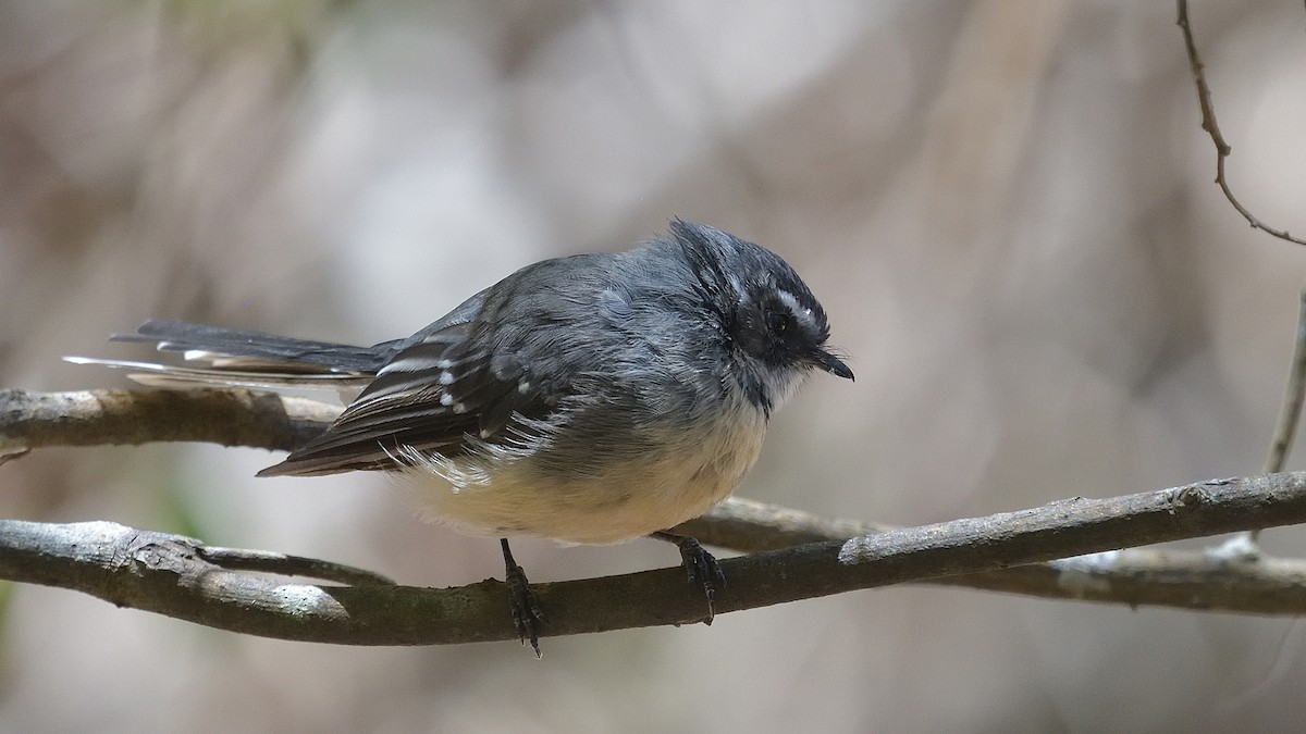 Gray Fantail - Elaine Rose