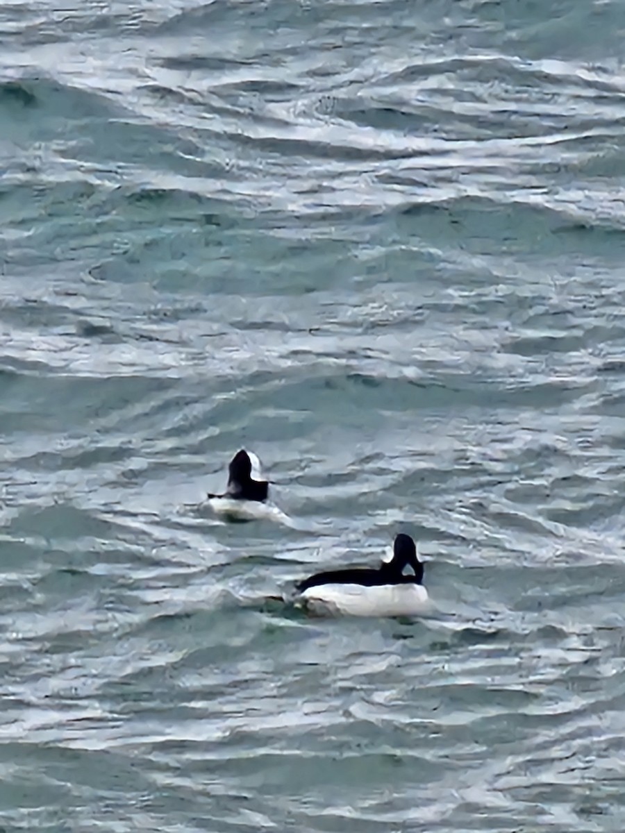 Bufflehead - Lori Clancy