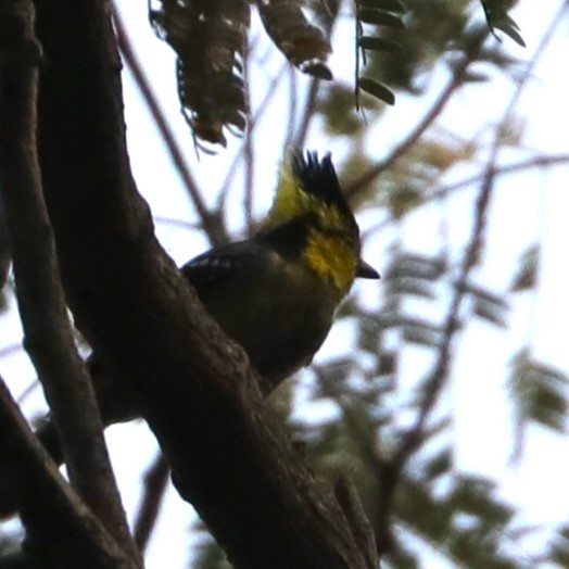 Yellow-cheeked Tit - ML614334396