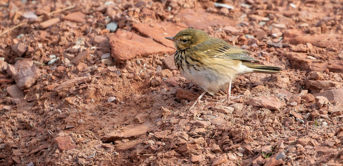 Olive-backed Pipit - ML614334519