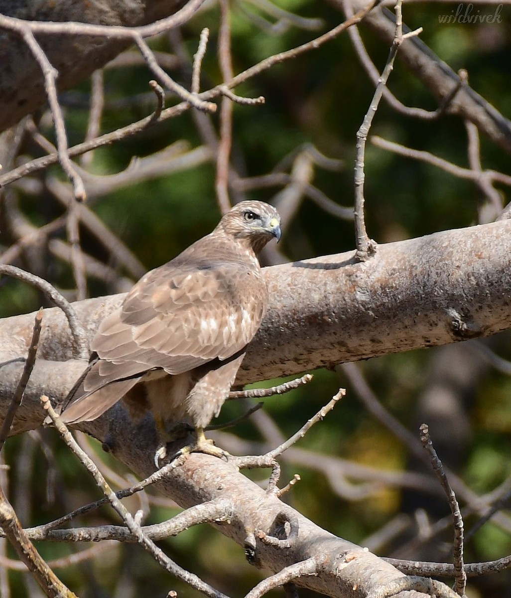 Common Buzzard - ML614334567