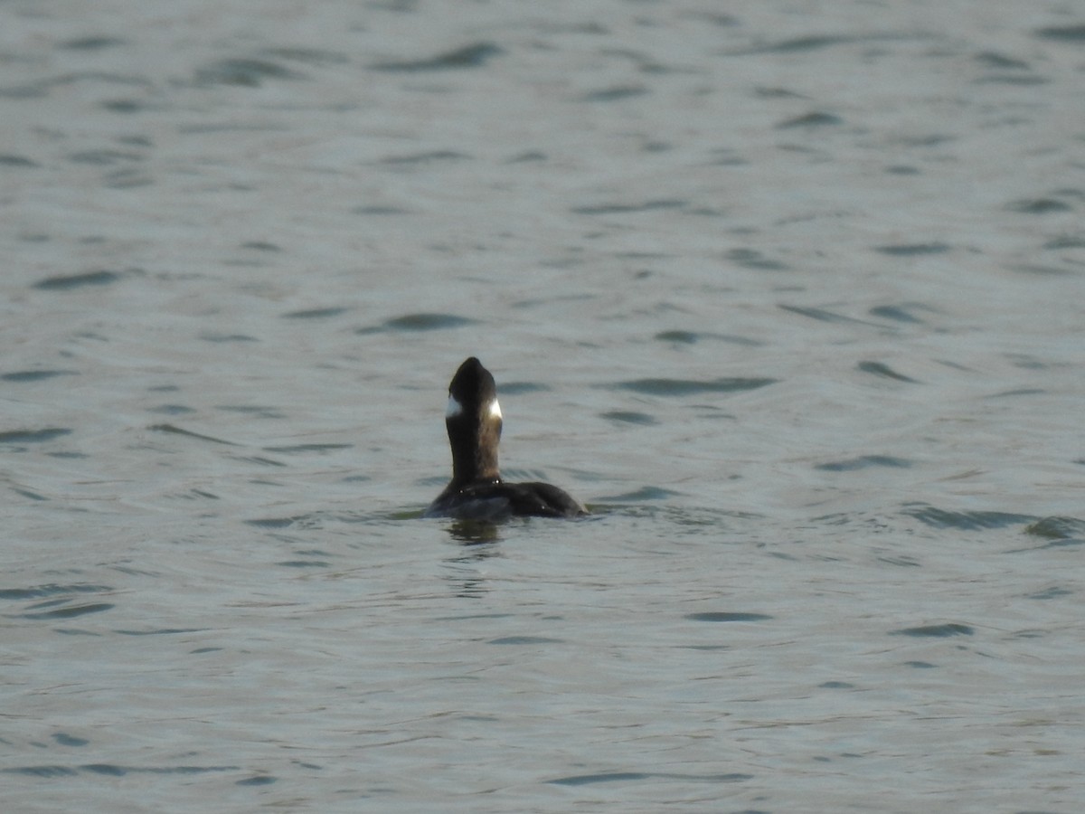 Bufflehead - ML614334587