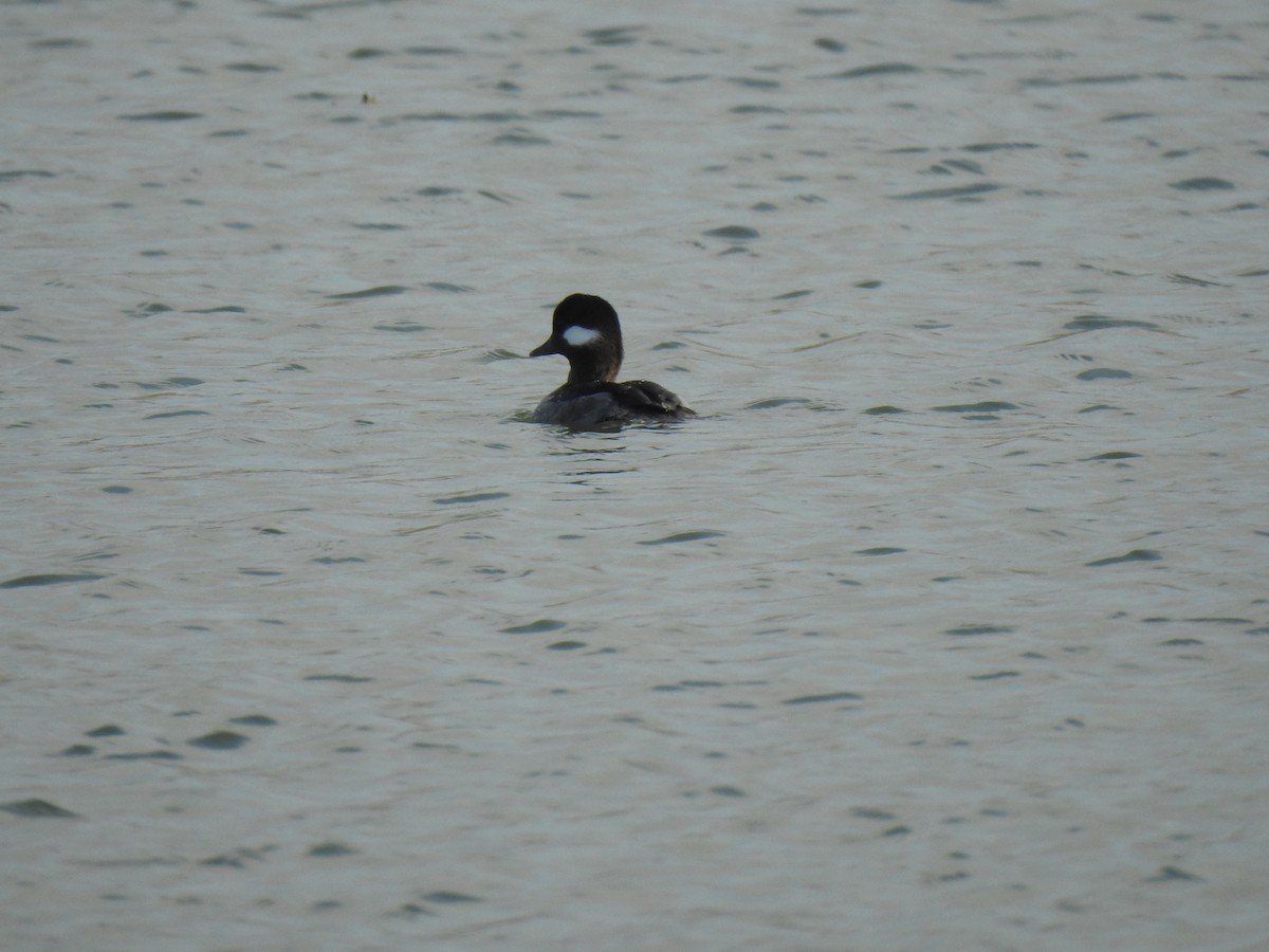 Bufflehead - ML614334588