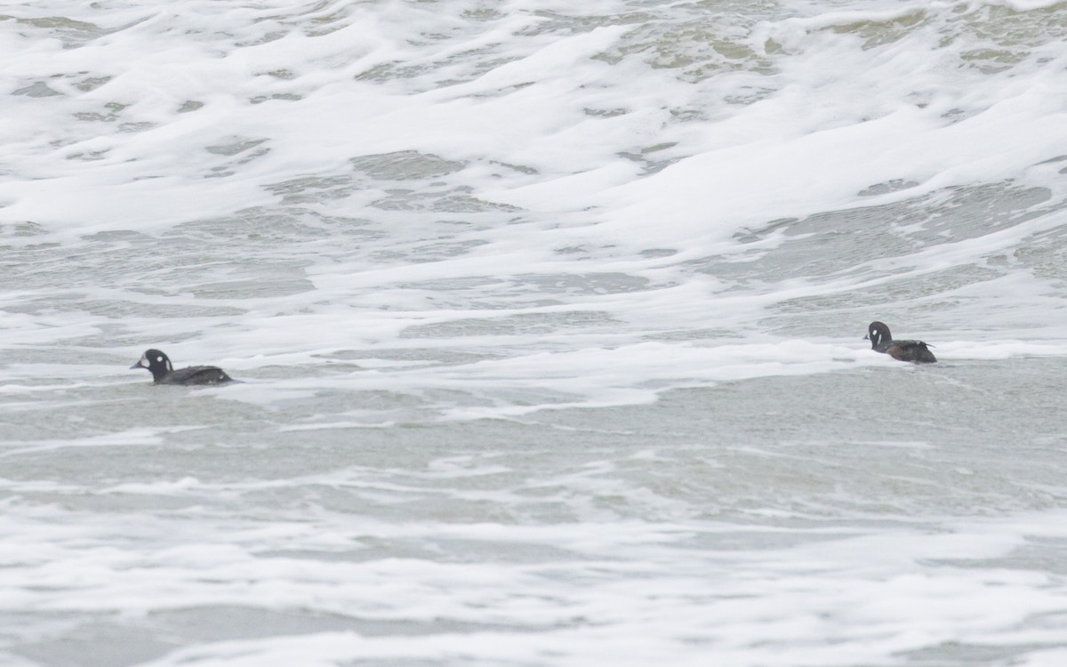 Harlequin Duck - Angus Wilson