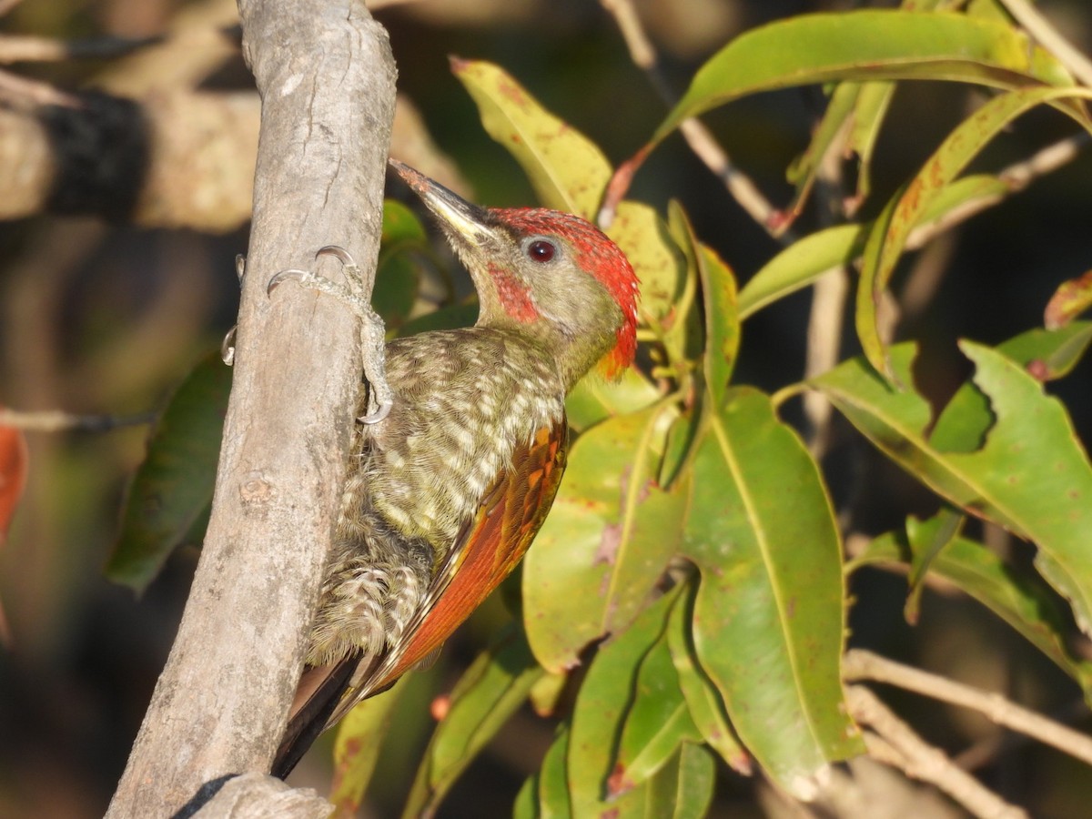 Lesser Yellownape - Chandrika Khirani