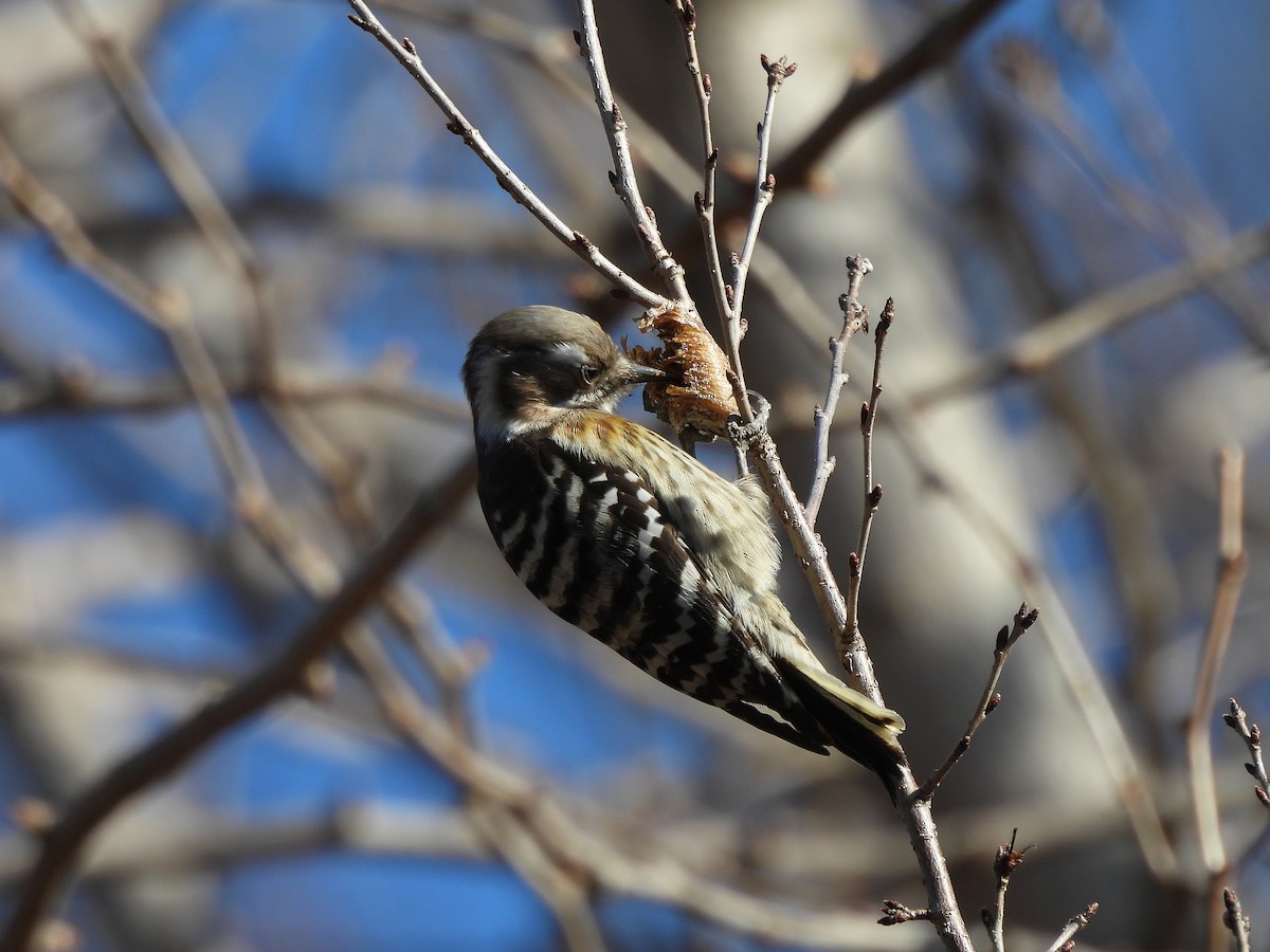 Japanese Pygmy Woodpecker - ML614334720