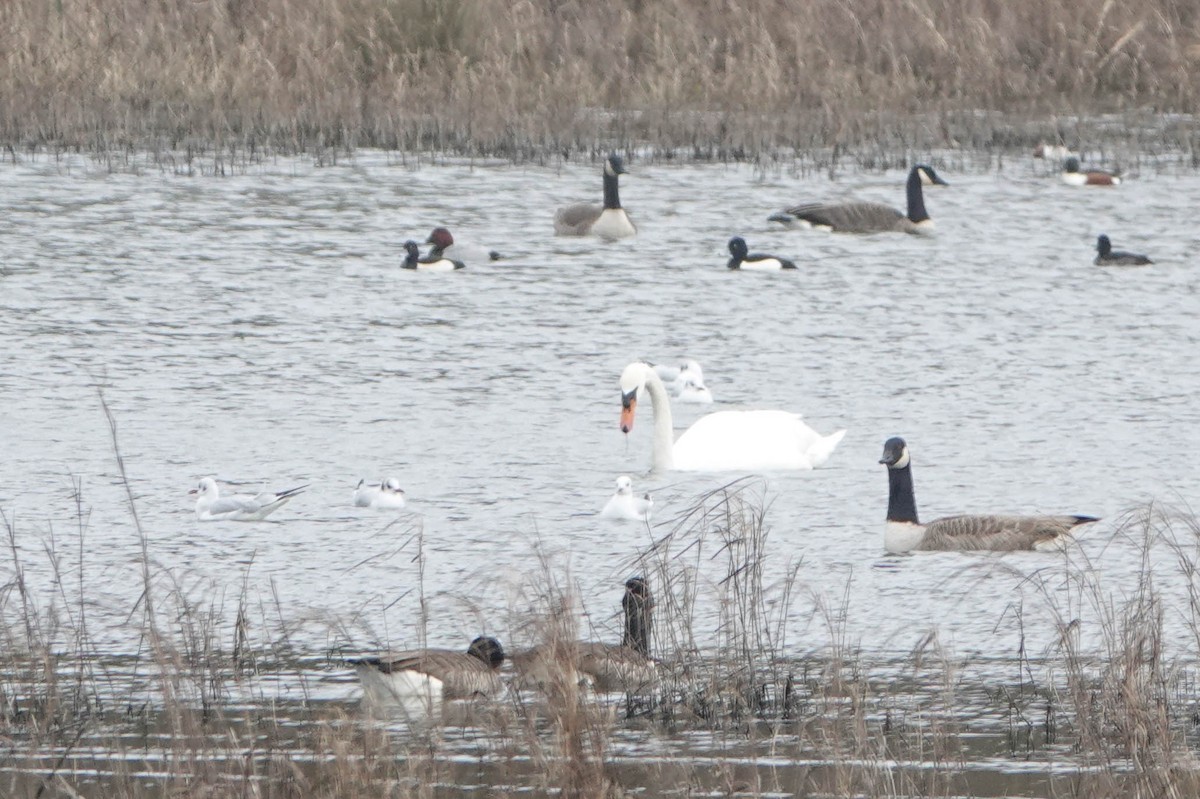 Common Pochard - ML614334761