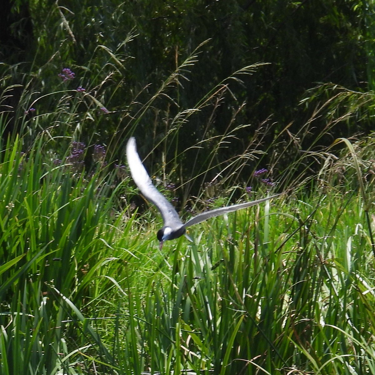 Whiskered Tern - ML614334762