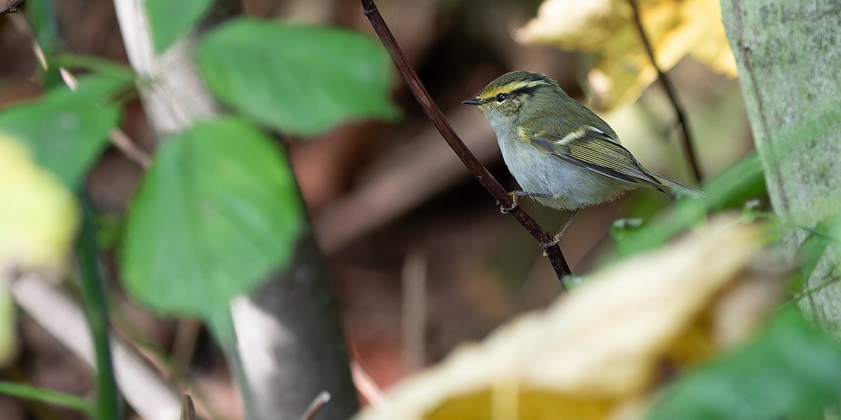 Pallas's Leaf Warbler - ML614334769