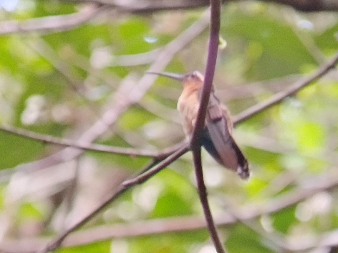 Hook-billed Hermit - ML614334791