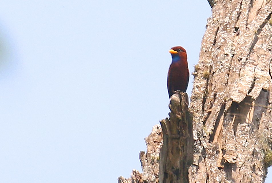 Carraca Gorjiazul - ML614334816