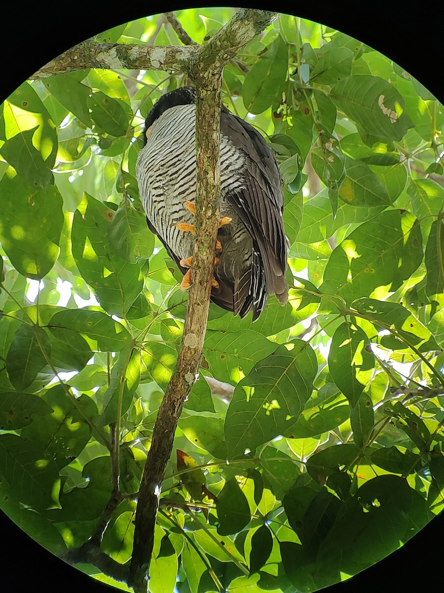 Black-and-white Owl - ML614334874