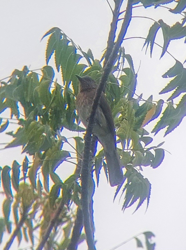 Philippine Bulbul - Kurt  Cabahug