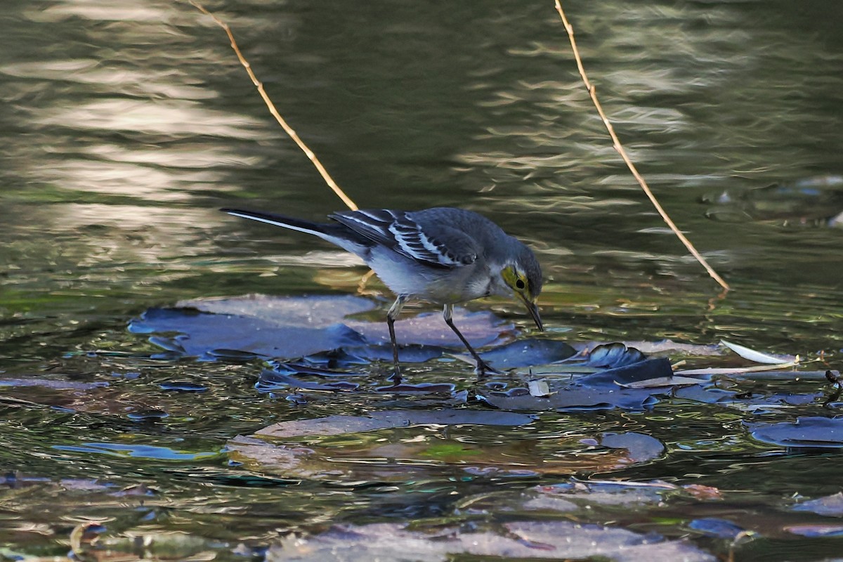 Citrine Wagtail (Gray-backed) - ML614334932