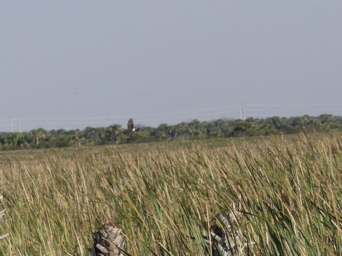 Northern Harrier - ML614334948