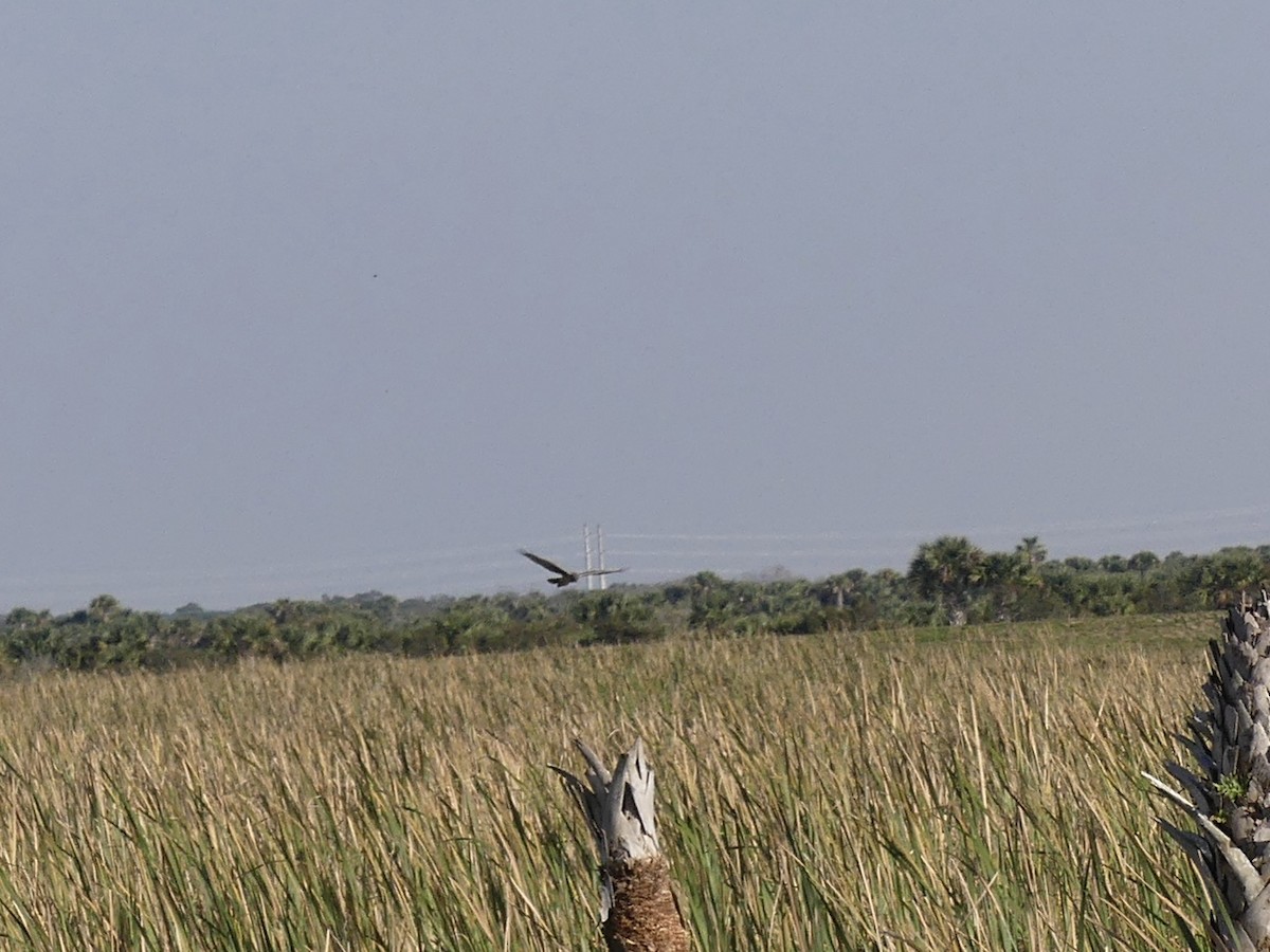 Northern Harrier - ML614334949