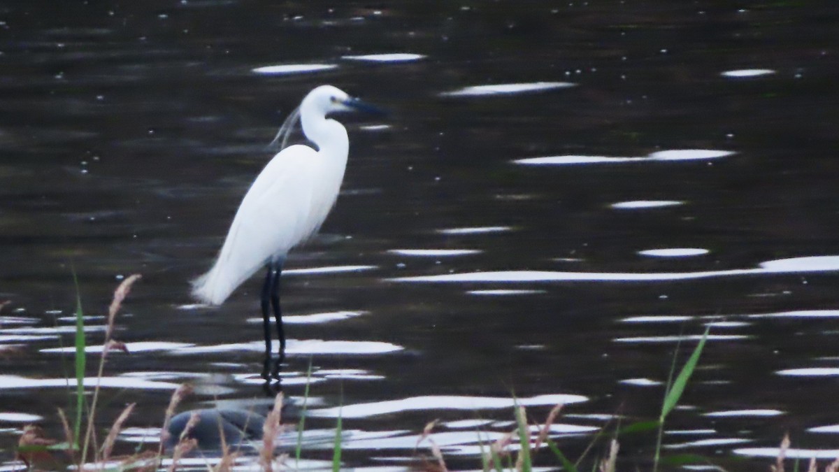 Little Egret - ML614335018