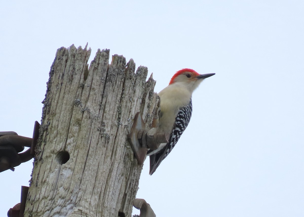 Red-bellied Woodpecker - tom aversa