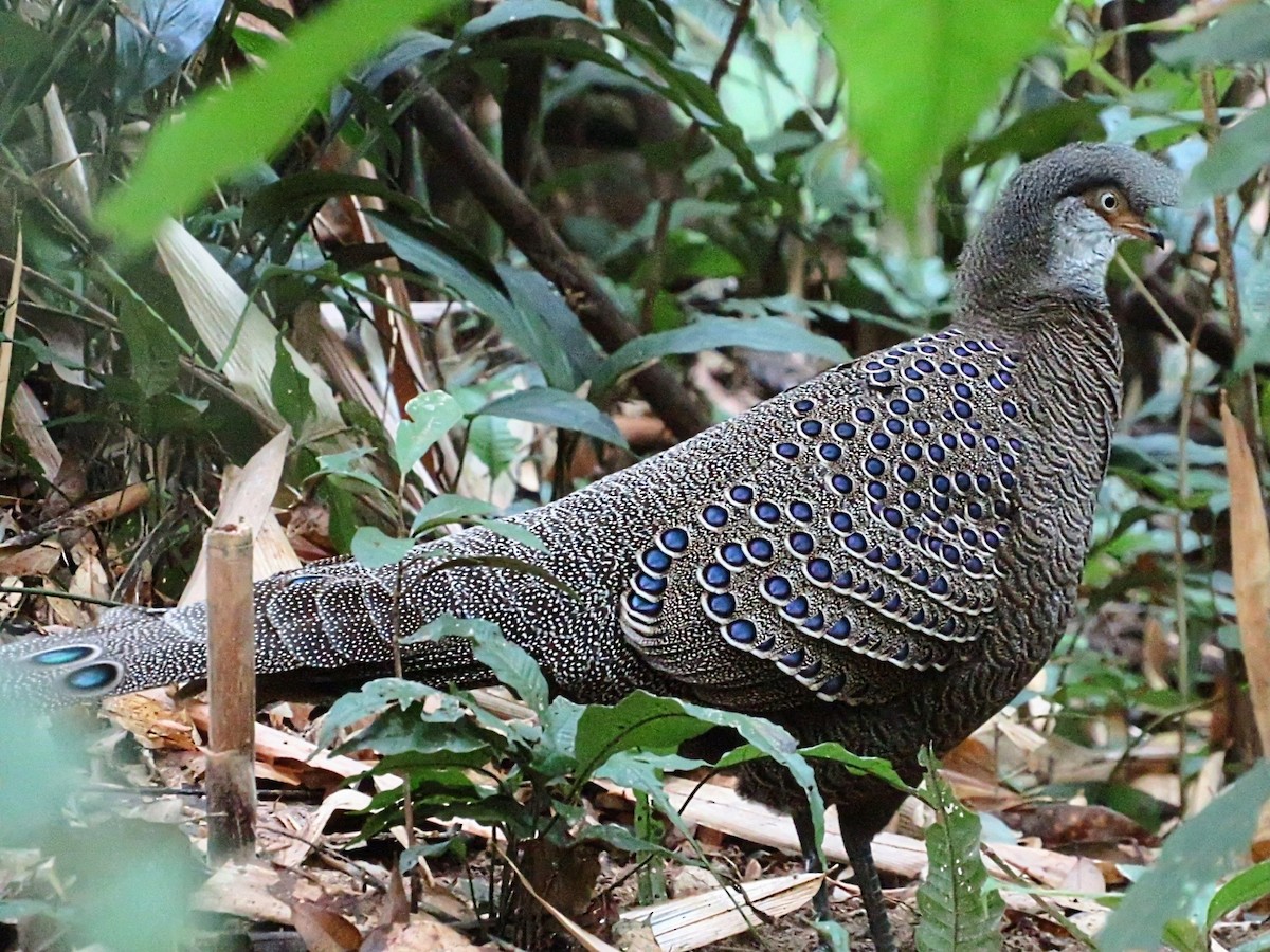 Gray Peacock-Pheasant - ML614335024