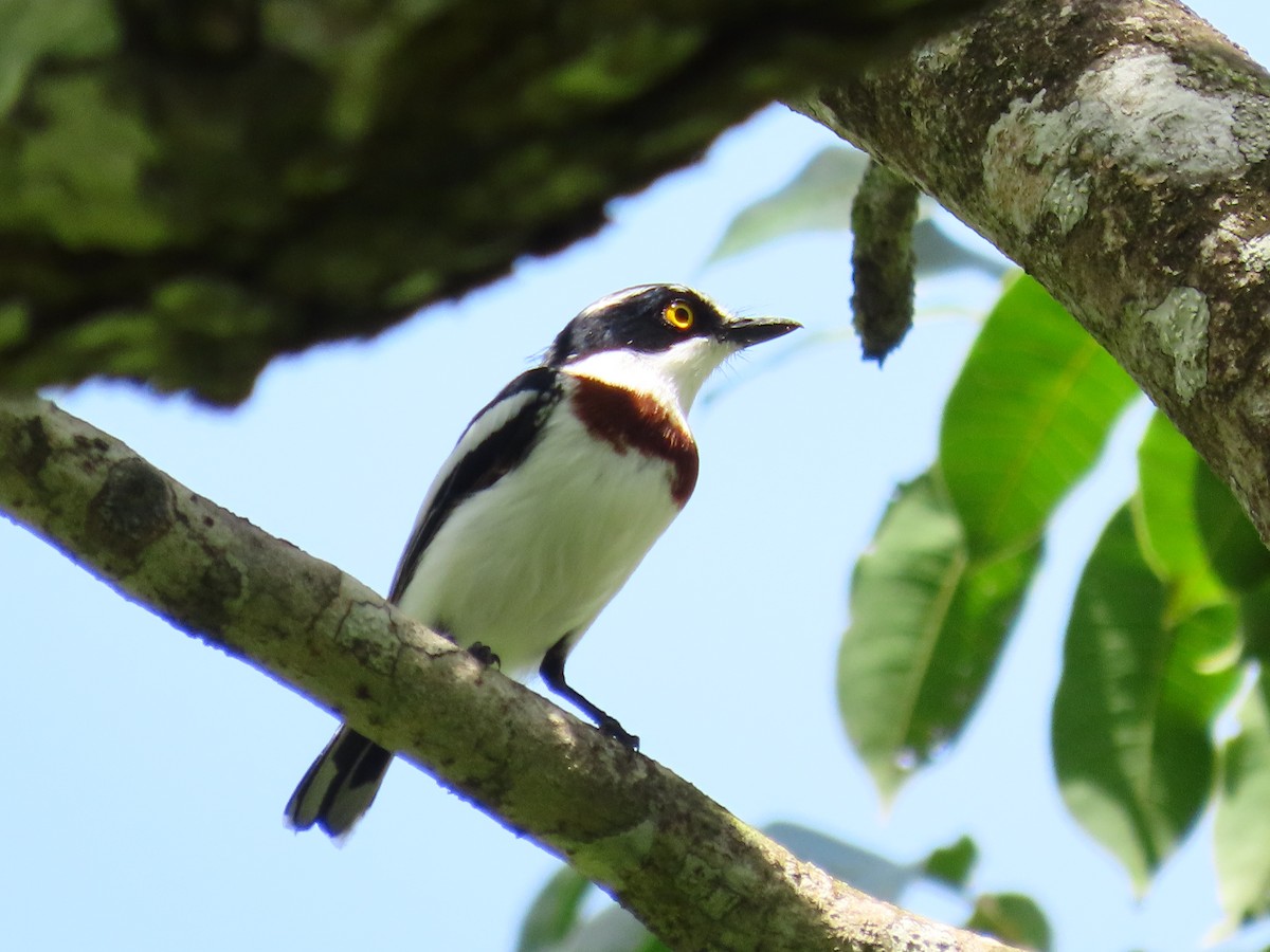 Eastern Black-headed Batis - ML614335041