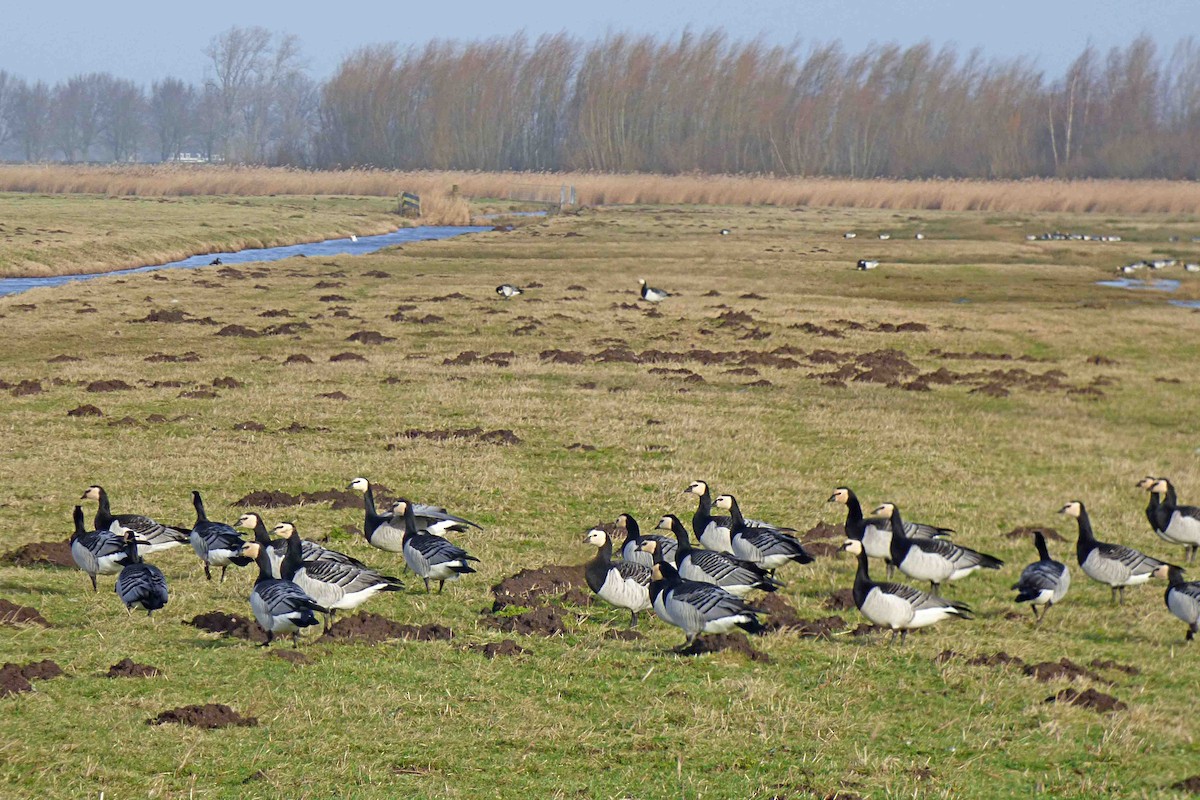 Barnacle Goose - ML614335088