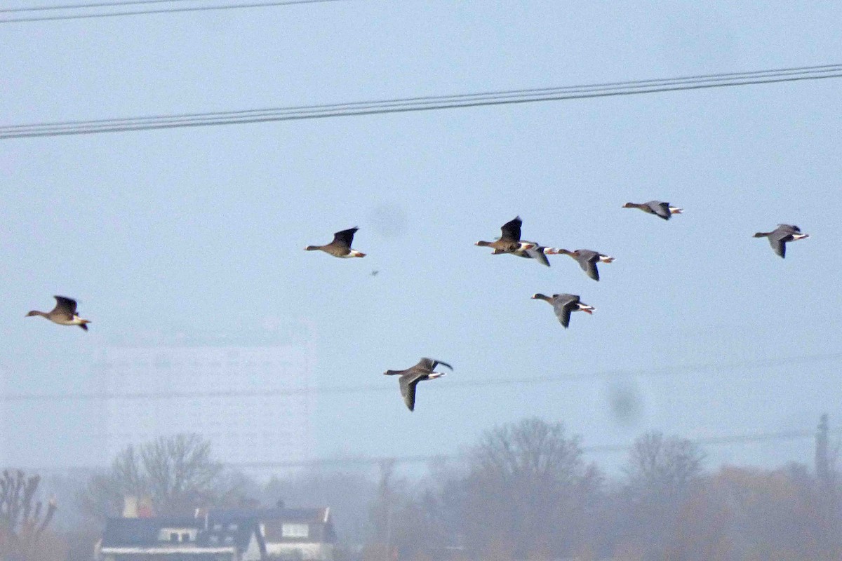 Lesser White-fronted Goose - ML614335094