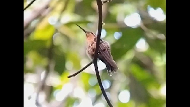 Hook-billed Hermit - ML614335131