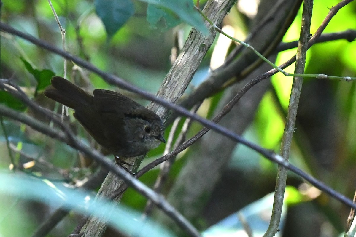 Dusky Fulvetta - ML614335203