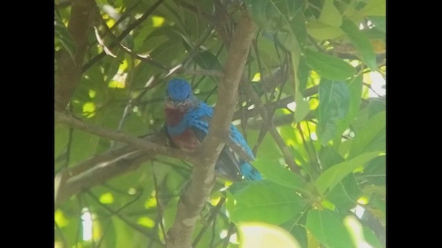 Banded Cotinga