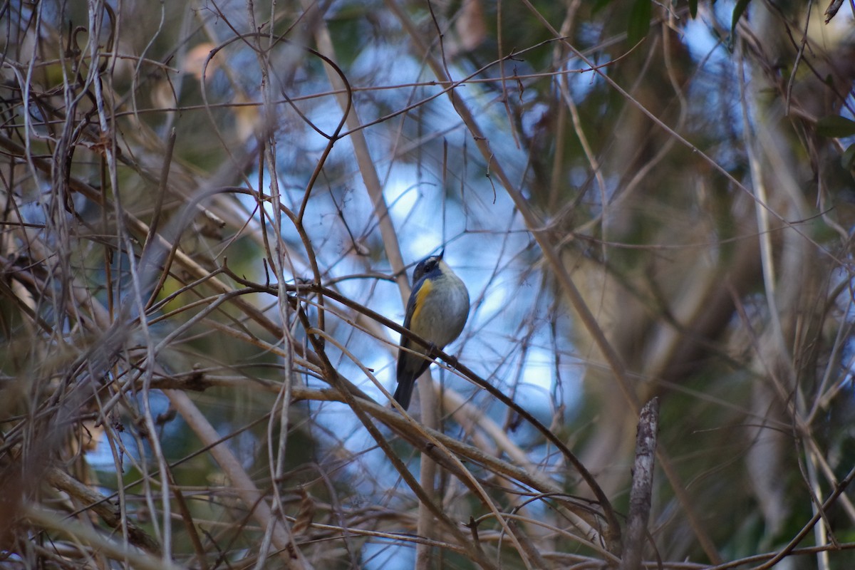 Red-flanked Bluetail - ML614335251