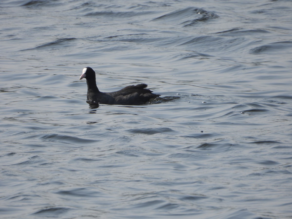 Eurasian Coot - Vivek Rathod