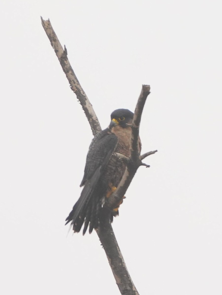 Peregrine Falcon - ML614335349