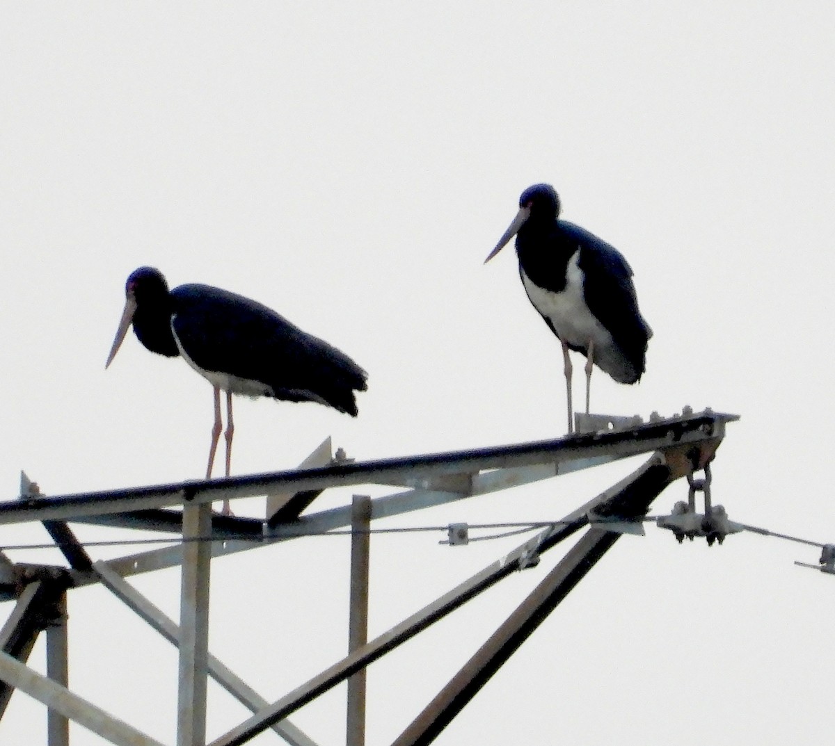 Black Stork - ML614335357