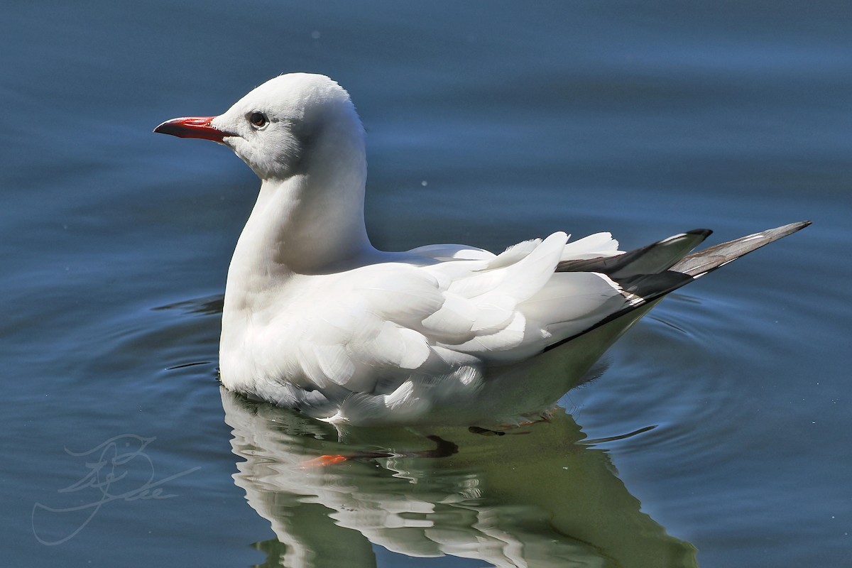 Black-headed Gull - ML614335360