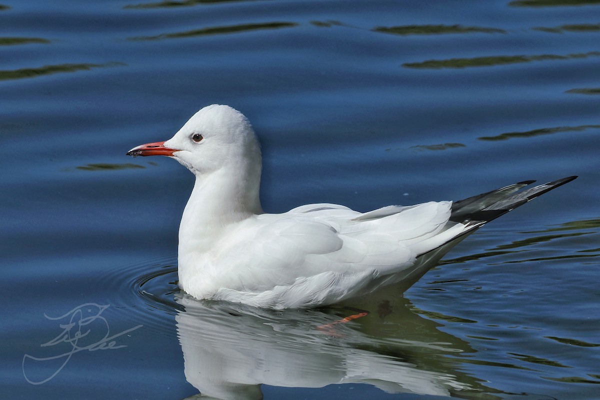 Black-headed Gull - ML614335361