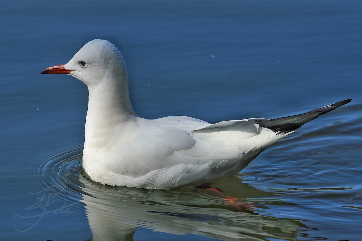 Black-headed Gull - ML614335370