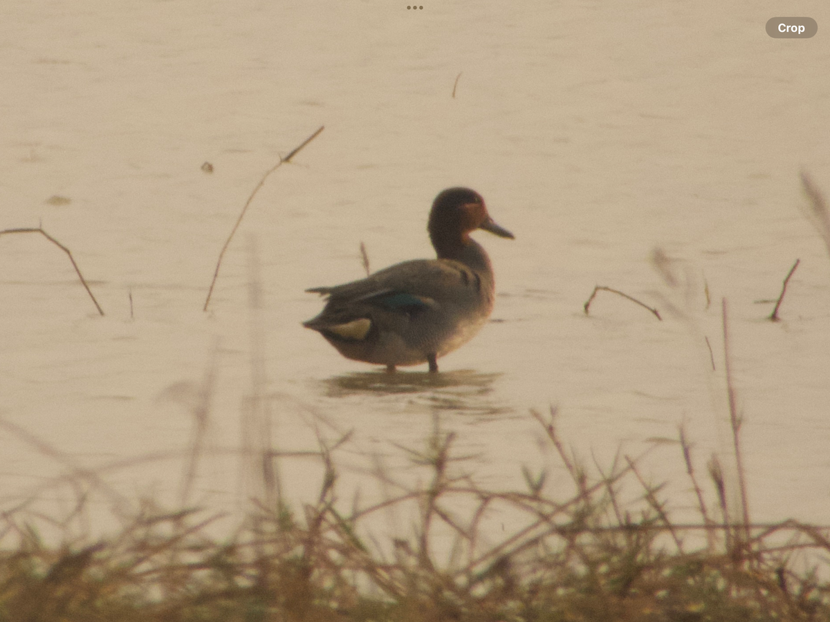 Green-winged Teal - ML614335386