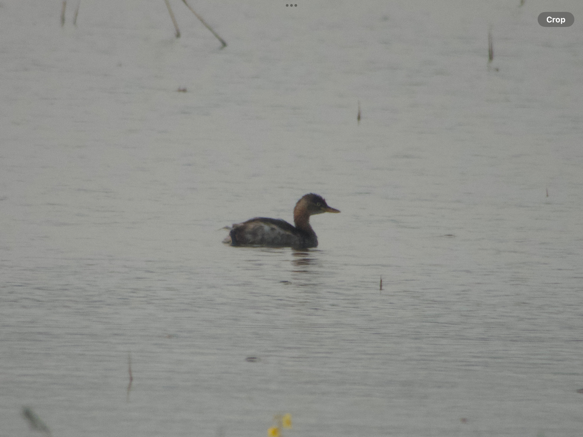 Little Grebe - ongsa budda