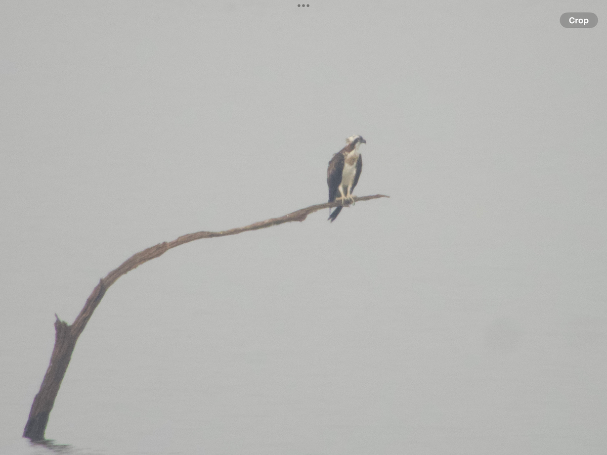 Águila Pescadora - ML614335459