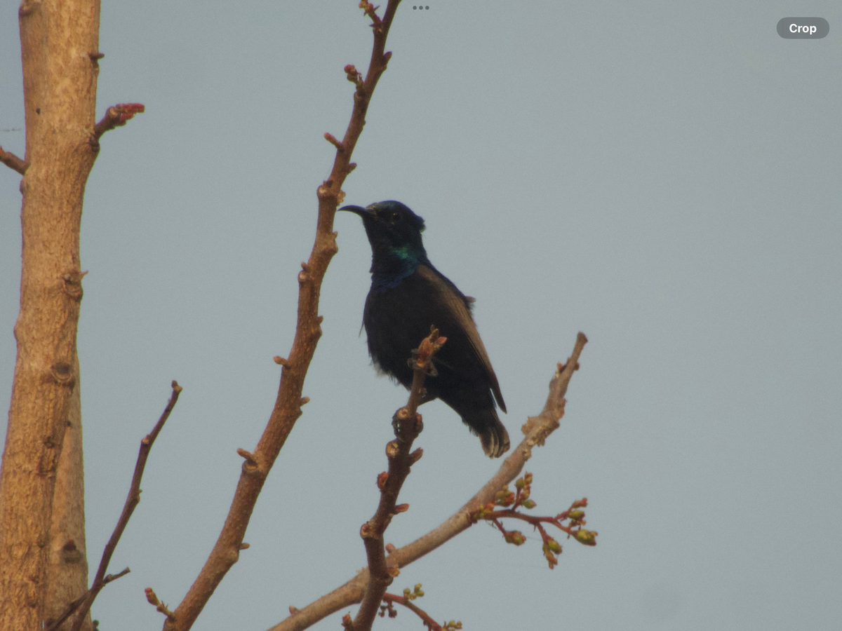 Purple Sunbird - ongsa budda