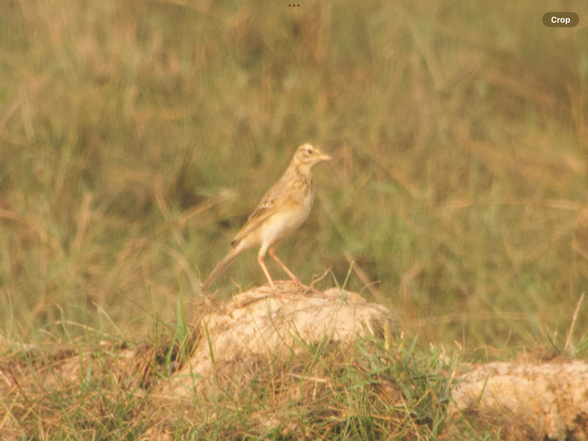 Richard's Pipit - ML614335468