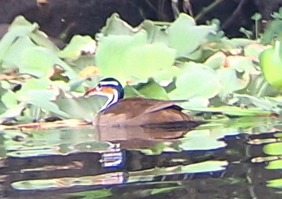 Sungrebe - Vladimir Torrez