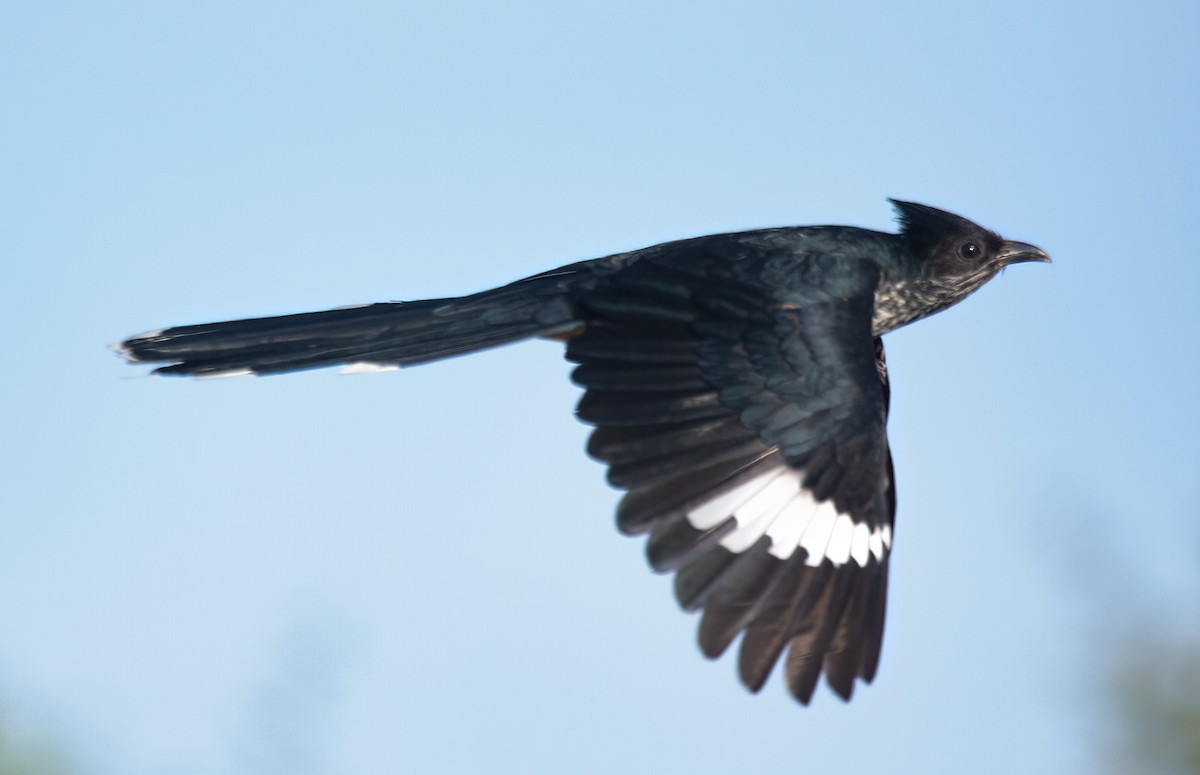 Levaillant's Cuckoo - ML614335625